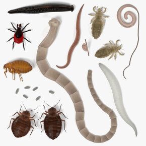 What are the parasites