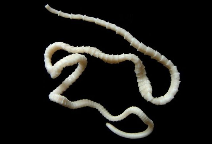 Great tapeworm