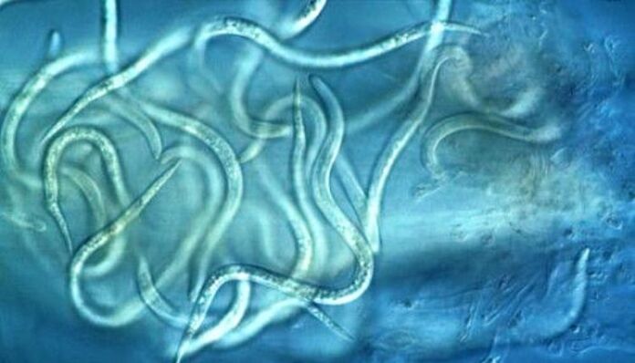 how are the nematode parasites in the human body