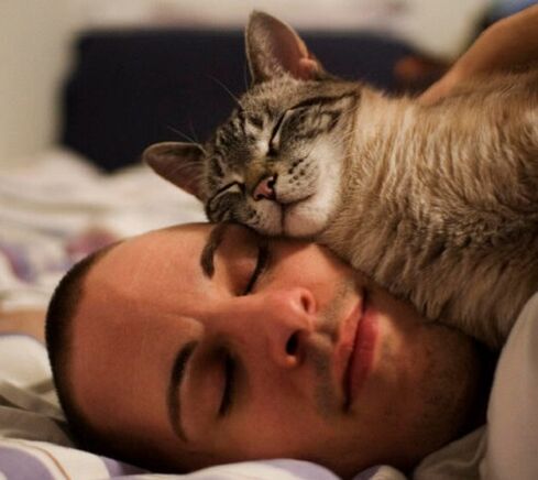 sleeping with a cat as a cause of parasite infestation
