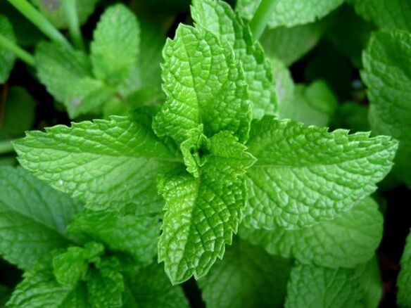 peppermint for parasites