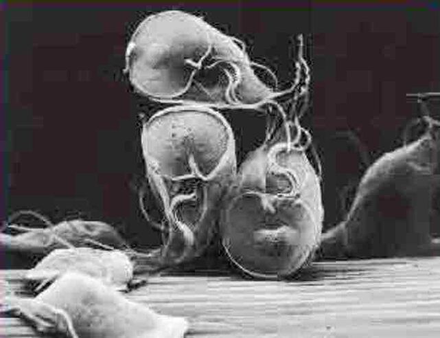 giardia parasitic protozoan