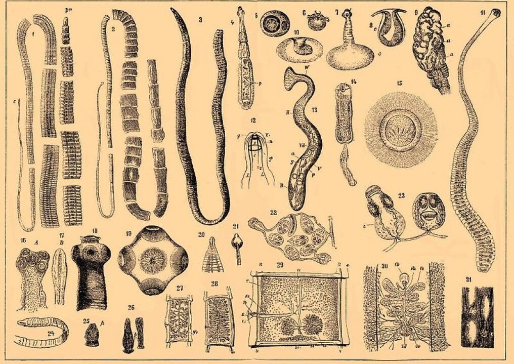 types of human parasites
