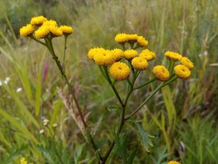 Effect of tansy for worm infestations